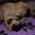 2 weeks old boys 01.jpg